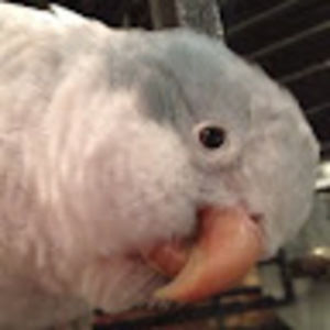 Meet your Posher, Bean